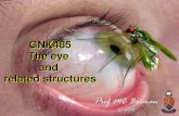 GNK485 The eye and related structureswickup.weebly.com/uploads/1/0/3/6/10368008/anatomy_eye.pdf · •Surface anatomy •Bony orbit •Eyeball and Lacrimal apparatus •Extra-ocular