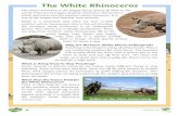 The White Rhinoceros...3. Explain the term endangered species. An endangered species is a species of animal in danger of becoming extinct. 4. Why are northern white rhinos endangered?