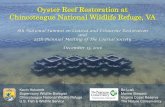 Oyster Reef Restoration at Chincoteague National Wildlife ... › download › summit › 2016 › ... · Virginia Coast Reserve The Nature Conservancy Oyster Reef Restoration at