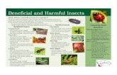 Beneficial and Harmful Insects - Lafayette College · Beneficial and Harmful Insects Beneficial and Harmful Insects Whatdeﬁnes%abeneﬁcial%insectin%agarden?% •Beneﬁcial)insects)have)behaviors)which)directly