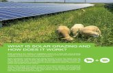 WHAT IS SOLAR GRAZING AND HOW DOES IT WORK?WHAT IS SOLAR GRAZING AND HOW DOES IT WORK? Solar grazing is the method of vegetation control on a solar site using grazing livestock. Sheep