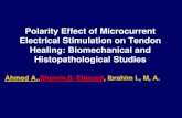 Polarity Effect of Microcurrent Electrical Stimulation on ... · Polarity Effect of Microcurrent Electrical Stimulation on Tendon Healing: Biomechanical and Histopathological Studies