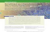 Remodeling of the Collagen Matrix in Aging Skin Promotes ...skin, tumor, and immune cell populations, which may affect tumor metastasis and immune cell infi ltra- tion, with implications