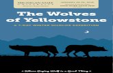 per couple The Wolves of Yellowstone - MSU Alumnialumni.msu.edu/travel/files/pdfs/tours/0CDD1C5E-314B-400...The Wolves of Yellowstone A 7-DAY WINTER WILDLIFE EXPEDITION *Where Crying