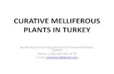 CURATIVE MELLIFEROUS PLANTS IN TURKEYapitherapy.com/wp...Curative-Melliferous-Plants-in-Turkey.-Orhan-Kosi.pdf · CURATIVE MELLIFEROUS PLANTS IN TURKEY Sevkat District Esenbag Street