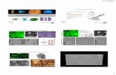 PowerPoint Presentation › ~carolina › QMicht2012 › AlexandraP_LectureTomogr… · Confocal microscopy versus microtomography xy xy xz xz depth of field (Confocal Micro-CT Same
