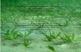 Seagrass Integrated Mapping and Monitoring for the State ... · the Seagrass Integrated Mapping and Monitoring program and similar efforts to collate, summarize, and share data on
