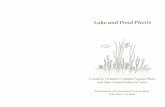 Lake and Pond Plants r::::::;p - Vermont...Lake and Pond Plants A Guide to Vermont's Common Aquatic Plants and Their Natural Values in Lakes By Susan Warren Illustrated by Susan Warren