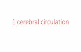 1 cerebral circulation - كلية الطب · 2019-01-30 · 1 cerebral circulation . ... Cerebral blood flow is “autoregulated” extremely well between arterial pressure limits