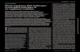 MOUSE GENOMICS Mouse regulatory DNA …...MOUSE GENOMICS Mouse regulatory DNA landscapes revealglobal principles of cis-regulatoryevolution Jeff Vierstra, 1Eric Rynes, Richard Sandstrom,1
