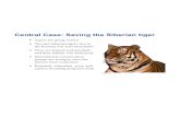Central Case: Saving the Siberian tiger · Central Case: Saving the Siberian tiger ... •International conservation groups are trying to save the species from extinction ... Most