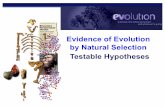 Evidence of Evolution by Natural Selection Testable Hypotheses Biology/Unit 8/Unit 8/Chap 23... · gorilla (Gorilla) 48 chimpanzee (Pan) 48 human (Homo) 46 Testable! This is what
