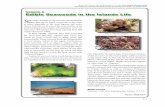 Edible Seaweeds in the Islands Life - Kagoshima Ucpi.kagoshima-u.ac.jp › The Islands of Kagoshima PDF › C2-The...Kawai, K., Terada, R. and Kuwahara, S. (eds): The Islands of Kagoshima
