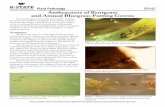 EP147 Anthracnose of Bentgrass and Annual Bluegrass Putting Greens · Anthracnose of Bentgrass and Annual Bluegrass Putting Greens Kansas State University Agricultural Experiment