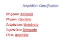 Amphibian Classificationqu.edu.iq/bt/wp-content/uploads/2016/08/Frog-Embryology.pdfKingdom: Animalia Phylum: Chordata Subphylum: Vertebrata Superclass: Tetrapoda Class: Amphibia Amphibian