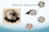 Natural Selection › cms › lib › TX21000245 › Centricity › Domain › 50… · • Darwin’s main ideas can be ... These changes increase a species fitness (survival rate)