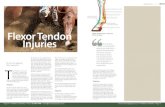 Proximal suspensory ligament Deep digital flexor tendon ... · injury to manage is knowing the anatomy of the horse’s lower legs. Anatomy The flexor tendons of the horse’s lower