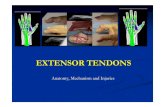 Ext tendon teaching - Newcastle University · Anatomy, Mechanism and Injuries. Extensor tendons at the wrist As they course under the extensor retinaculum, extensor tendons of the