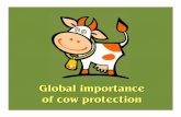 Global importance of cow protection · In order to produce milk, the dairy industry has to: •Impregnate cows yearly to ensure the maximum yield per cow; •Kill the calves that