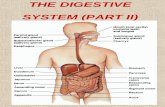 THE DIGESTIVE SYSTEM (PART II)€¦ · stomach does not release more chyme than the small intestine can handle. • Stimuli such as distention of the duodenum and the presence of
