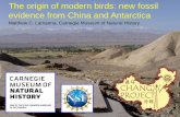 The origin of modern birds: new fossil evidence from China ...€¦ · The origin of modern birds: new fossil evidence from China and Antarctica . Modern birds: 10,000+ species. Origin