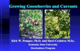 Gooseberries and Currants - Kentucky State Universitykysu.edu/wp-content/uploads/2017/07/goosetalk02112010fin2ooo.pdf · Planting Gooseberries and Currants Plants prefer a cool moist