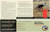 Hazing tips Common coyote responses › ... · PDF file -Camilla H. Fox, Executive Director, Project Coyote Hazing tips Stand your ground. Make eye contact. Advance toward the coyote