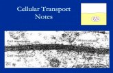 Cellular Transport Notes › cobblearning.net › ... · PDF file What is the purpose of cellular transport? •Homeostasis depends upon appropriate movement of materials across the