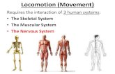 Human Skeletal & Muscle Systems - Weeblymarandoscience.weebly.com/uploads/2/.../skeletal___muscle_system… · Requires the interaction of 3 human systems: •The Skeletal System