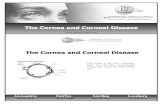 The Cornea and Corneal Disease ... The Cornea and Corneal Disease . ... transparency. Descemet's Membrane ... Corneal infections can also lead to corneal scarring, which can impair