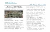 Plant guide for black sagebrush (Artemisia nova) › plantguide › doc › pg_arno4.docx · Web view 01/26/2012 06:56:00 Title Plant guide for black sagebrush (Artemisia nova) Keywords