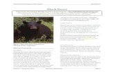 Black Bearsdnr.sc.gov › wildlife › publications › nuisance › blackbears.pdfBlack bears (Figure 1) are the smallest and most widely distributed of the three species of bears