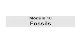 Module 10 - Fossils · FOSSILS Taxonomy (organism classification) ... past • Natural selection is the mechanism that accounts for evolution • Natural selection results in the