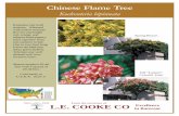 Chinese Flame Tree - L.E. Cooke Co.CMYK).pdfExquisite tree in all seasons. Adorned with yellow summer flowers and bright red, orange and salmon-hued papery seed capsules from late