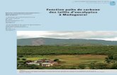 Fonction puits de carbone des taillis d’eucalyptus - …bft.cirad.fr/pdf/res305.pdf2 MgC/ha). Sin embargo, según el estudio isotópico, el C en el suelo procedente del eucalipto,