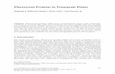 Fluorescent Proteins in Transgenic Plantsagwebv01.ag.utk.edu/plantsciences/pdf/stewart... · Fluorescent Proteins in Transgenic Plants 389 Fig. 1 Transgenic ﬂuorescent organisms.