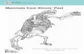 Mammals from Illinois’ Past...4 Mammals of the Ice Age • Mammals have lived in what is now Illinois for the past 100 million years. Some of them are only known from their fossils.