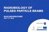 RADIOBIOLOGY OF PULSED PARTICLE BEAMS › lectures › Beyreuther2019.pdf · Introduction: Radiobiology ... Radiobiology = interdisciplinary field aiming on the investigation of the