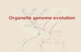 Organelle genome evolution - Adaptive organelle DNA variation? Experimental evidence is accumulating: