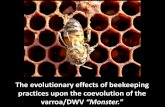The evolutionary effects of beekeeping practices upon the ...scientificbeekeeping.com/scibeeimages/The-Monster.pdfNet genetic effect: Strong selective pressure upon the breeding population