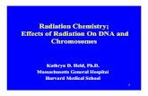 Radiation Chemistry; Effects of Radiation On DNA and ... · DNA is a Primary Target • Microbeam experiments show cell nucleus to be more sensitive than cytoplasm. • Halogenated