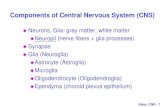 Components of Central Nervous System (CNS)homepage.ntu.edu.tw/~anatomy/teacher/hsieh/Embryo/Histo...Neuroglia Non-nervous elements; more abundant than neurons protective, supportive,