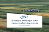 Wheat pre-breeding at NIAB: from germplasm to genomicsksiconnect.icrisat.org/wp-content/uploads/2016/02/22-02-2016.pdf · NIAB wheat pre-breeding 1. Flowering time 2. Re-synthesis