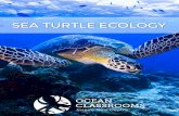Ocean Classrooms, LLC. (dba Ocean First Education)...Ocean Classrooms, LLC. (dba Ocean First Education) 3015 Bluff St. Boulder, CO 80301 303.996-7575 ... Green turtles are black and