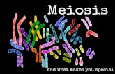 Meiosis - Ms. Tara Davismstaradavis.weebly.com/.../1/0/7/110763663/meiosis... · meiosis and random fertilization lead to varied offspring. Two equally probable arrangements of chromosomes
