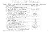 Dichotomous Key Protists - hillsboro.k12.oh.us › userfiles › 354 › ...Diversity of Life – Protists – Dichotomous Key 2 when in motion 16. Body has specialized groups of cilia,