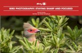 BIRD PHOTOGRAPHY: STAYING SHARP AND FOCUSED › member.photzy.com › Free › ...For the purpose of this guide, a ‘sharp’ image is an image that is in focus but in addition to