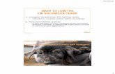 WANT TO JOIN THE FIR VOLUNTEER TEAM? 6/19/2012 7 2011 Statistics ¢â‚¬¢Number of cruelty investigations: