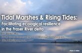 Tidal Marshes & Rising Tides · Photo: National Marine Biological Laboratory Photo: Tavish Campbell. Photo: NASA Earth Observatory N 0 5 10 15 km. Photo: NASA Earth Observatory N
