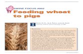 SWINE FOCUS #002 Feeding wheat to pigs · corn (Table 2). While lysine and tryptophan are the two most limiting amino acids in corn-based diets fed to pigs, lysine and threonine are